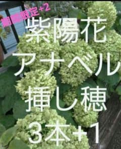 期間限定+2本追加　紫陽花アナベル白のさし穂　3本+1本+2本追加　計6本発送のサムネイル