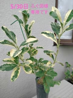ふぐ田様専用です。 ☀【仏手柑斑入取木苗】 取木2年生になります綺麗な斑入です。のサムネイル