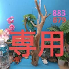 ８３１ホーンウッド灰汁抜き硬質水槽用流木 自然な枝状 約42cm964g 883ホーンウッド灰汁抜き硬質天然流木 約52cm 枝状 インテリア装飾