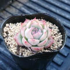 シルエット 多肉植物のサムネイル