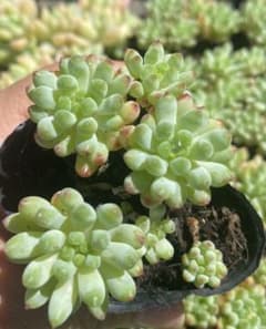 多肉植物　花火　抜き苗のサムネイル