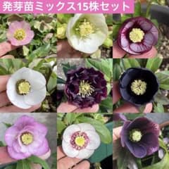 クリスマスローズ 今季発芽苗MIX 15株 - メルカリ