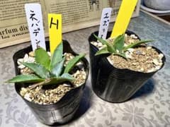 ネバデンシス＆エボリスピナ 2株セット 実生のサムネイル