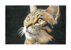 リアリズム 猫の色鉛筆画 /ケント紙 /B5サイズ /原画 - メルカリ