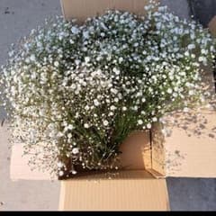 カスミ草　たっぷりのサムネイル