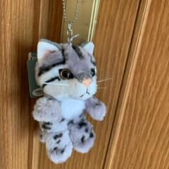 スナドリネコ 鳥羽水族館 ぬいぐるみ - メルカリ