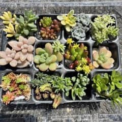 多肉植物 カット苗 セット♡のサムネイル