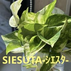 今季最終出品★即購入OK★希少★ポトス シエスタ カット苗15本のサムネイル