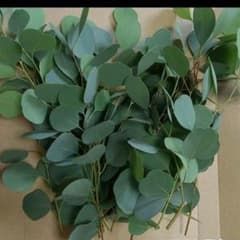 ユーカリポポラス ユーカリフレッシュ 20センチ10本 b - メルカリ