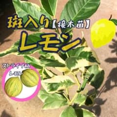 実付き！斑入りレモン 苗木 接木苗 ストライプ柄 - メルカリ