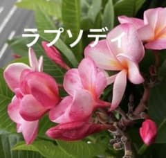 プルメリア ラプソディ カット苗 3又 38cm 挿し木 - メルカリ