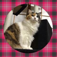 確認用ですのサムネイル