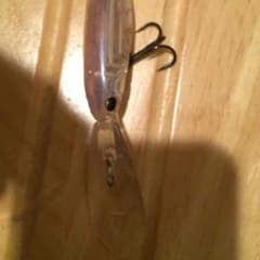 シャッドのサムネイル