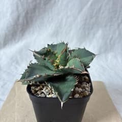 M*A様 アガベ オテロイ 実生 抜き苗 多肉植物 観葉植物 B - メルカリ