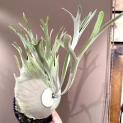トキントキンの一級品‼️】veitchii wild 板付け子株 - メルカリ