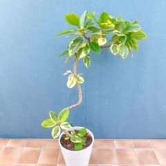 現品 フィカス ゴムの木 アルテシマ 曲り 26番 観葉植物 インテリア