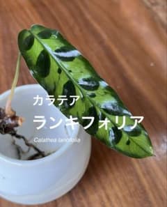 ② カラテア ランキフォリア インシグニス - メルカリ
