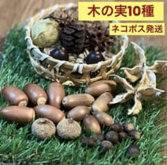 木の実 10種セット 虫対策煮沸消毒済みのサムネイル