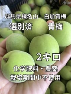数量限定 青梅2キロ 白加賀 化学肥料・農薬不使用#4 - メルカリ