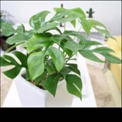 ヒメモンステラ ポトス セットのサムネイル
