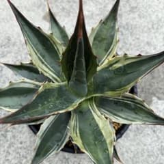 新種】アガベ モンタナ 白覆輪斑②｜国内流通少・艶肌美株（発根・活着