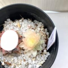 ル*ク様 ハオルチア　翠雲のサムネイル