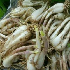 送料無料【徳之島産】島らっきょう2kg+増量！のサムネイル