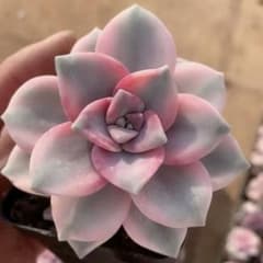 JURI様 リクエスト 2点 まとめ商品 - メルカリ