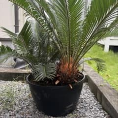 蘇鉄 ソテツ 鉢植え 観葉植物のサムネイル