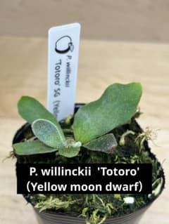 ビカクシダ P.w 'Totoro' トトロ胞子培養株 - メルカリ