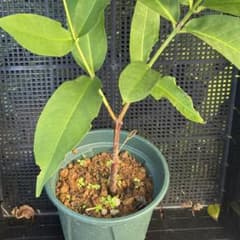 品種改良レンブ 挿し木苗「香水」 - メルカリ