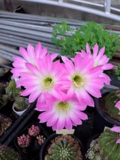 メル27189様　エレガンスピンク開花株　花サボテンのサムネイル
