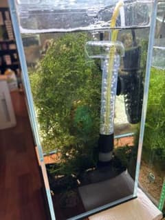 南米ウィローモス 無農薬　40gのサムネイル
