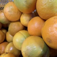 和歌山県産バレンシアオレンジ5キロのサムネイル