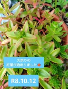 火祭り 抜き苗 ３株　＋おまけのサムネイル
