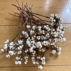 ナンキンハゼのサムネイル