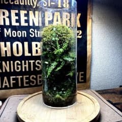 ❣️苔アート❣️苔リューム❣️2点セット❣️完成品❣️送料込み