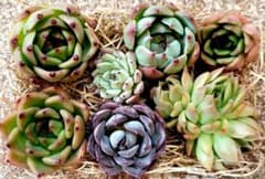 598　ブルードラゴン入り!多肉植物カット苗詰め合わせのサムネイル