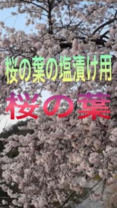 桜の葉、桜の葉の塩漬け、桜の葉っぱ50枚、ソメヨシノ、大島桜のサムネイル
