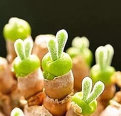 ◎【大人気】うさ耳モニラリア種子♪　50粒　多肉植物のサムネイル