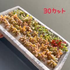 姫秋麗  多肉カット苗  おまけ付き①のサムネイル
