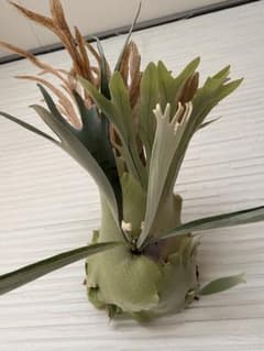 ビカクシダ ベイチー　ワイルド　Veitchii wild pupのサムネイル
