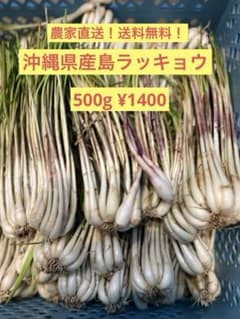 【農家直送】沖縄県産島ラッキョウのサムネイル
