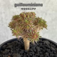 ユーフォルビア・ギラウミニアナ(guillauminiana)実生 - メルカリ