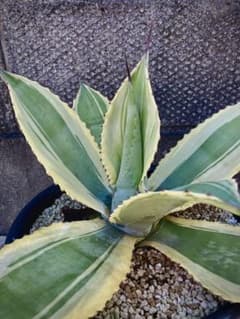 アガベ リップルエフェクト　親株 アガベ リップルエフェクト - メルカリ