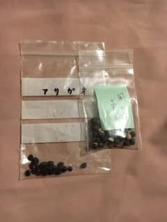 朝顔とフウセンカズラの種のサムネイル