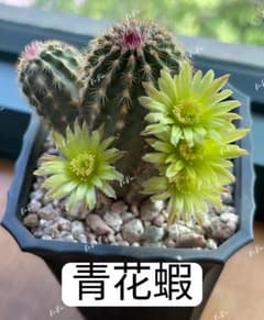実生青花蝦 日曜日特売品 エキノケレウス 良香花サボテン 花持ち1週間