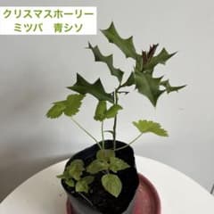 クリスマスホーリー抜き苗 &ミツバ&青じそ おまけ苗付き - メルカリ