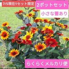 宿根　ヒメヒマワリ　ブリーディングハーツ　らくらくメルカリ便 宿根ヒメヒマワリ ブリーディングハーツ 2ポットセット らくらく