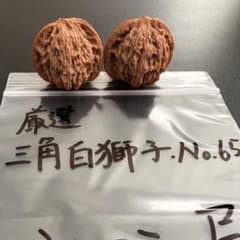 遊び胡桃 厳選 三角白獅子No.64くるみ 趣味 健康グッズ コレクション